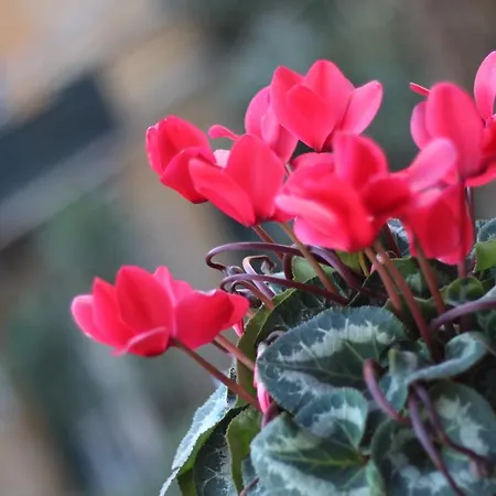 赛尔奈亚42号住宿加早餐旅馆 斯培西亚