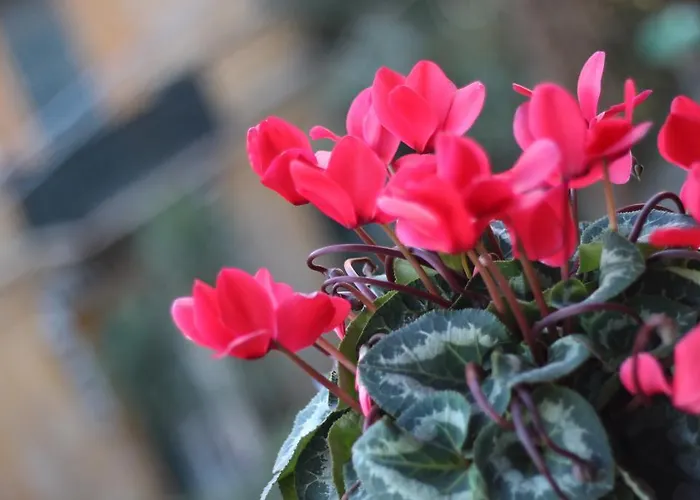 Cernaia 42 لا سبيتسْيا